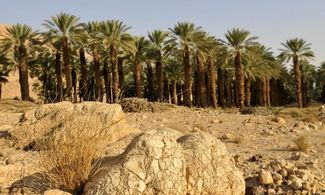 Israele tra vini e deserti