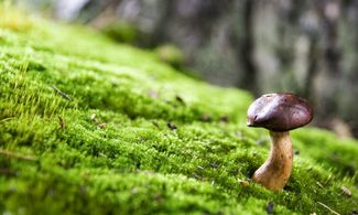 A caccia di funghi: le migliori escursioni in Italia