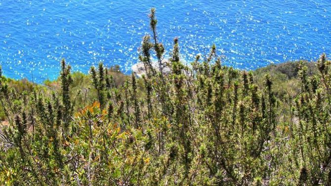 Isola d&amp;#39;Elba rosmarino