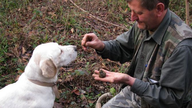 Trifolao tartufo bianco e cane