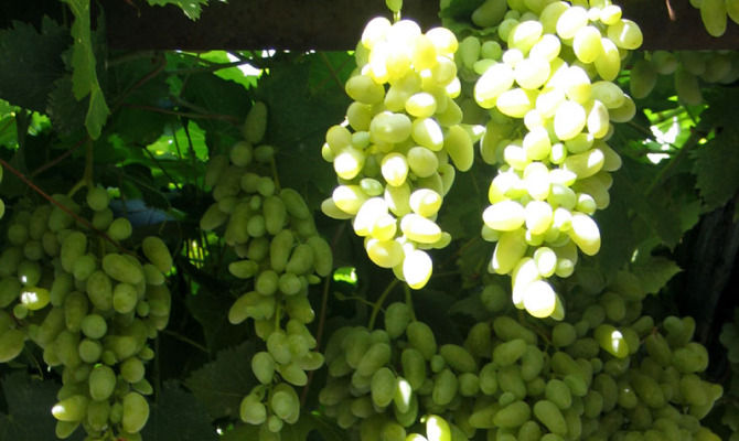 uva bianca grappolo acini vite vigna vigneto vino
