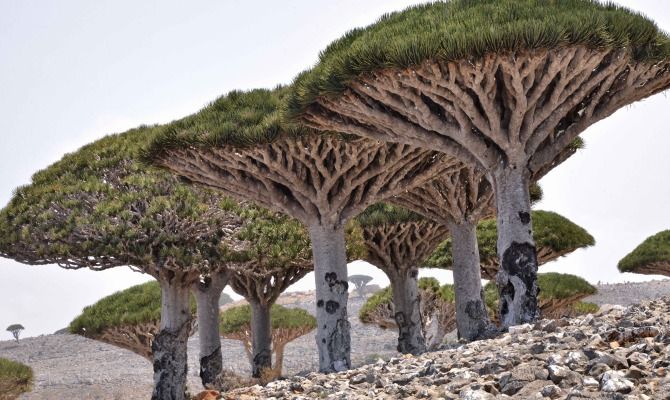 Isola di Socotra, Yemen, Alberi del Sangue di Drago