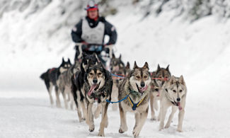 Sleddog, a scuola dai maestri norvegesi