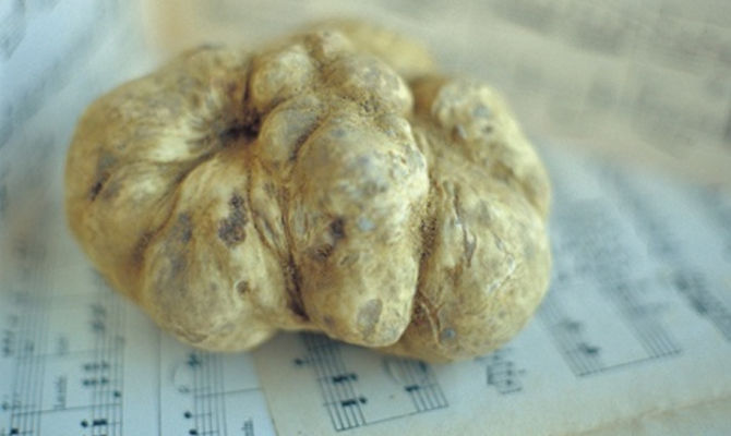 tartufo bianco alba langhe musica<br>