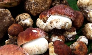 La Val di Taro si popola di funghi 