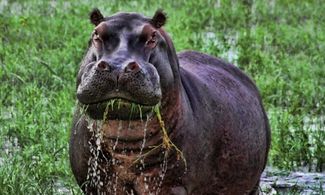 Botwsana, il regno degli animali