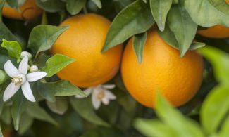 Liguria: profumo di fiori d'arancio a Vallebona