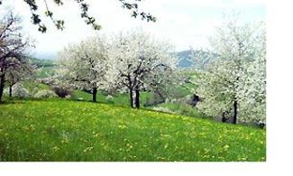 Depato e Hanami: ipertecnologia e ciliegi in fiore