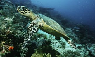 Lo spettacolo delle tartarughe ad Aruba