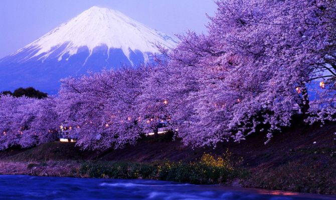 Ciliegi e Monte Fuji, Giappone