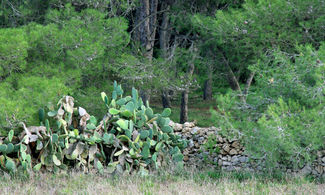 muretto a secco natura italia