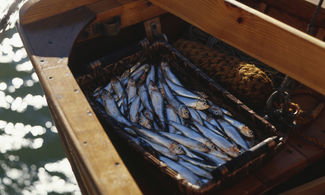 pesce azzurro<br>