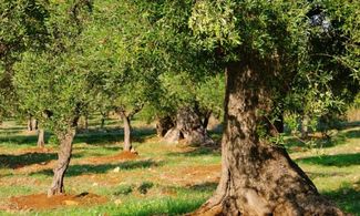 Olio Dop Terra di Bari foto
