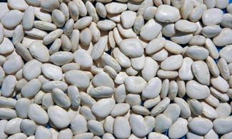 Fagioli a Formella, i legumi che sembrano bottoni 