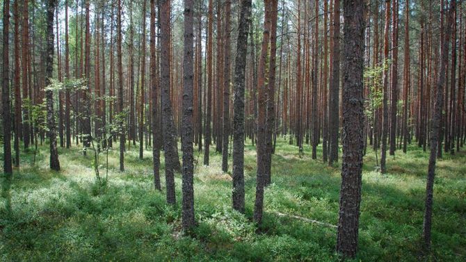 Parco Naturale di Lahemma