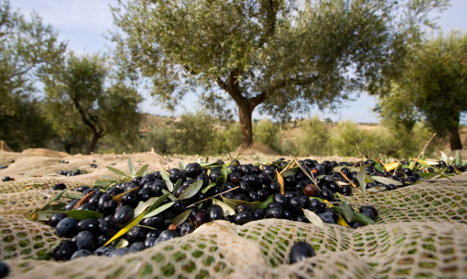 alberi di oliva