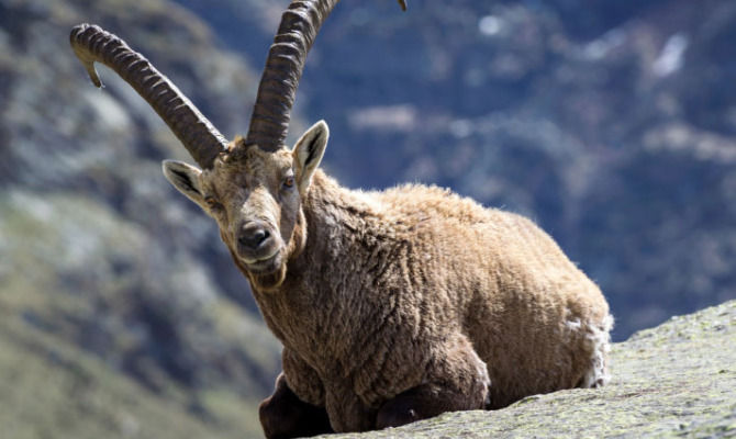 Stambecco del Gran Paradiso