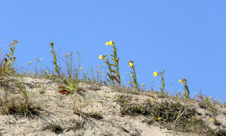 Primula