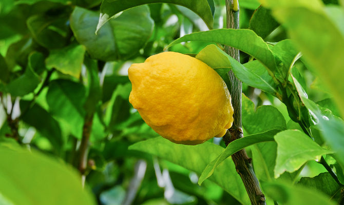 agrume, limone, pianta di limone