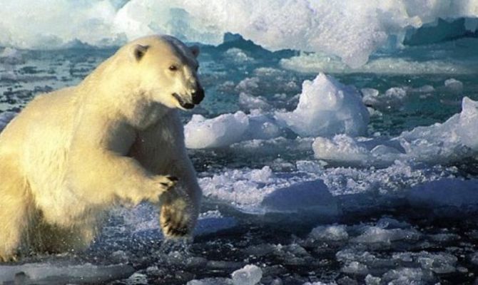 Orso polare tra i ghiacci