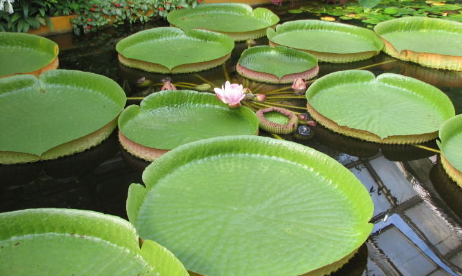 victoria cruziona pianta acqua