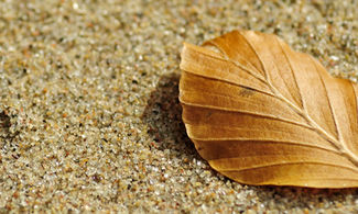 Foglia d'autunno sulla spiaggia