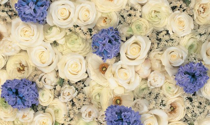 Rose bianche e fiori blu