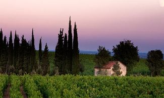 Avignone vigneti Cotes du Rhone