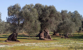 Escursioni tra gli ulivi millenari