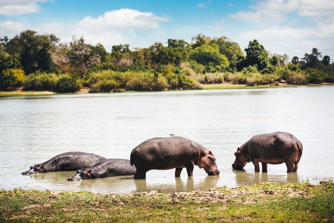 Riserva di caccia del Selous