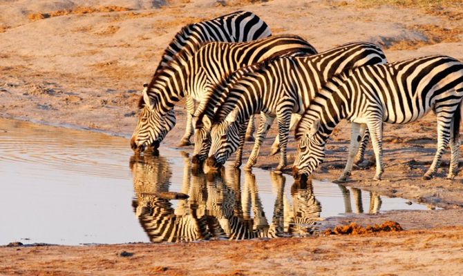 Zebre all'Hwange National Park