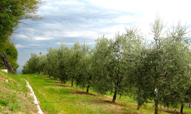 Colli Berici olivi