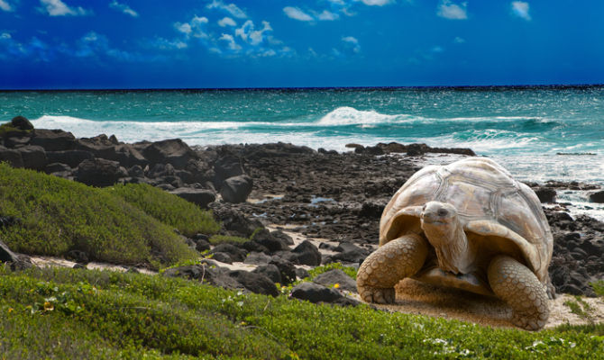 Tartaruga alle Galapagos