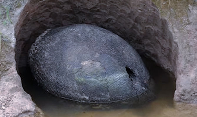 Fossile gigante