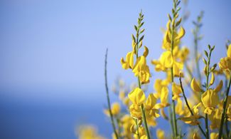 Ginestra, fiore del Vesuvio tutto da scoprire