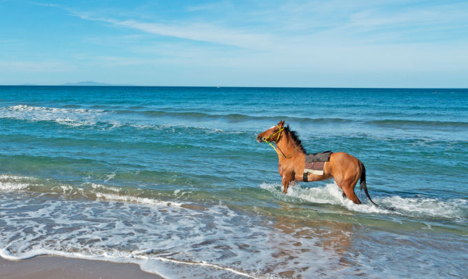 Cavalli in Sardegna