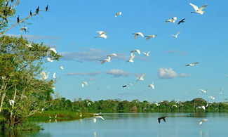 Volo di uccelli sul Rio delle Amazzoni
