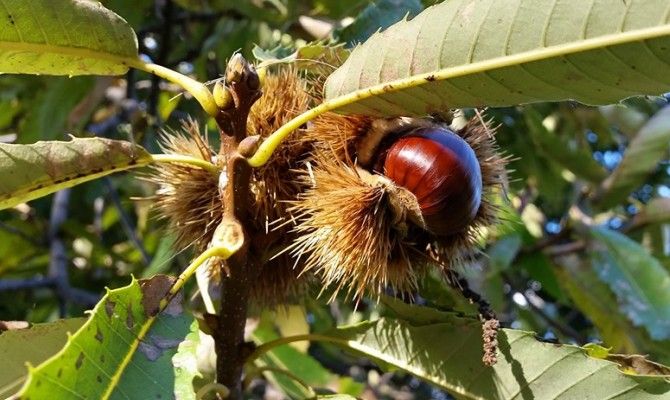 castagne, marroni, susa