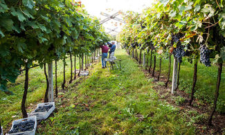Cantina di Negrar, alle origini dell’Amarone