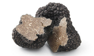 Al via la fiera del tartufo nero estivo del Furlo
