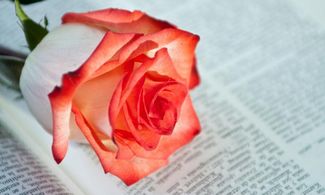 Rosa rossa su pagine di libro