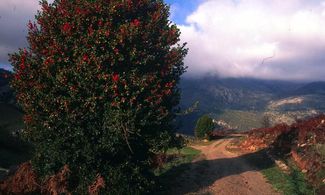 Madonie: paradiso siciliano della biodiversità