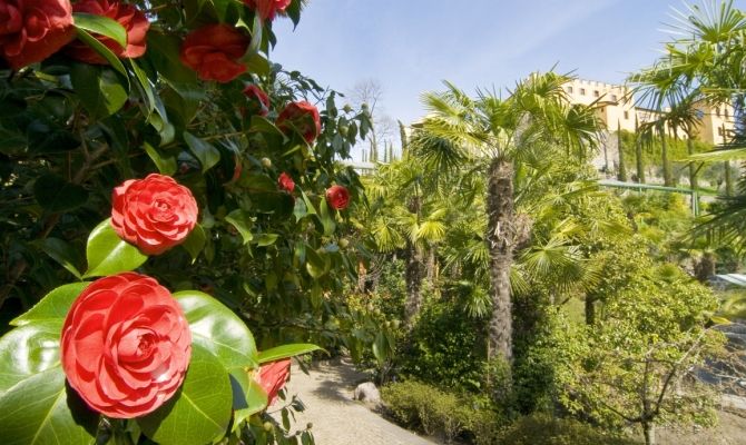 Sentiero con Palme, Giardini di Sissi