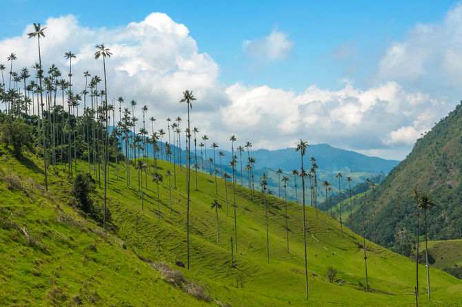 Cocora Valley