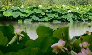 fiume mincio loto fiori lago acqua piante natura