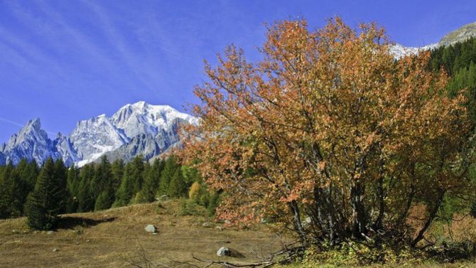 foliage in val ferret