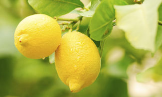 I limoni IGP di Siracusa conquistano il mondo