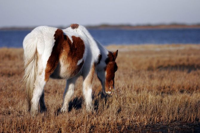 Assateague Island National Seashore
