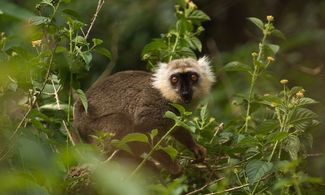 Itinerari del magico Madagascar