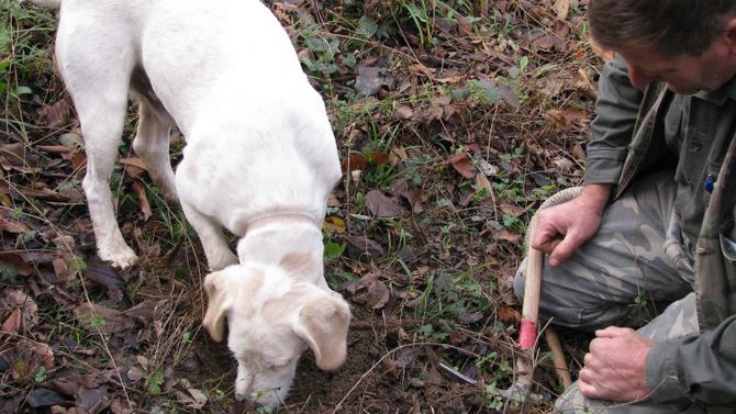 cane da tartufo